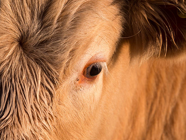 istock close up of cow face,derbyshire,uk 537894427