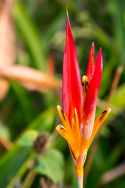istock Psittacorum Red Cross flower in Belize 537894666