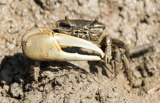 A fiddler crab standing in the mud, it's one large claw lifted up in front of it's body. Photographed in Delaware in the springtime. 