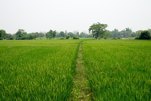ChiangMai, Thailand. April, 08-2016: One of the rice fields located in Chiang Mai province.