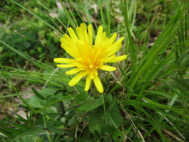 Yellow Dandelion Blossom Surrounded by Green Foliage stock photo