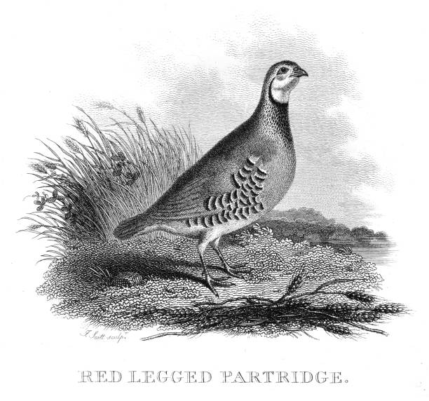Partridge Vector 820+ Partridge Stock Illustrations, Royalty-Free Vector Graphics & Clip ...