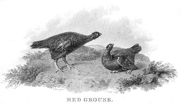 Red grouse engraving 1802 RURAL SPORTS grouse stock illustrations