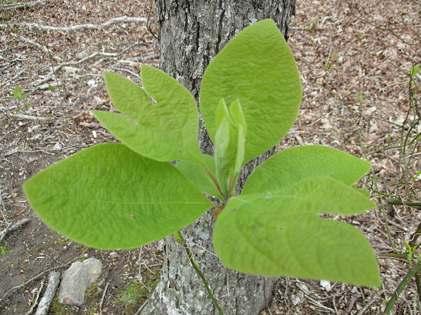 Close-up of Green Sassafras Plant Growing in Park stock photo