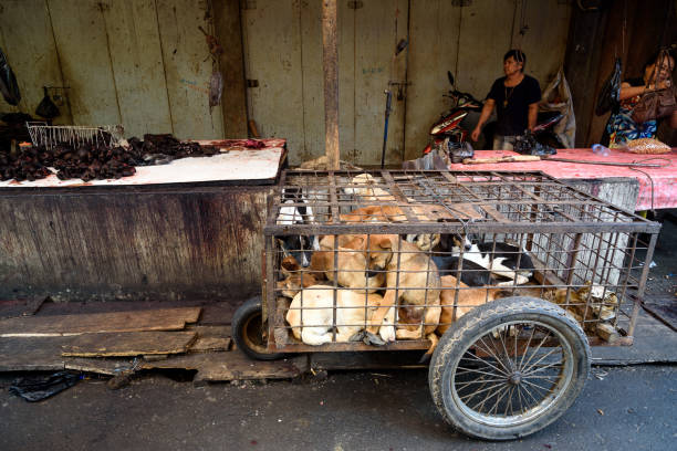 cães em gaiola que aguardam o abate sobre tomohon mercado tradicional - animal em via de extinção - fotografias e filmes do acervo