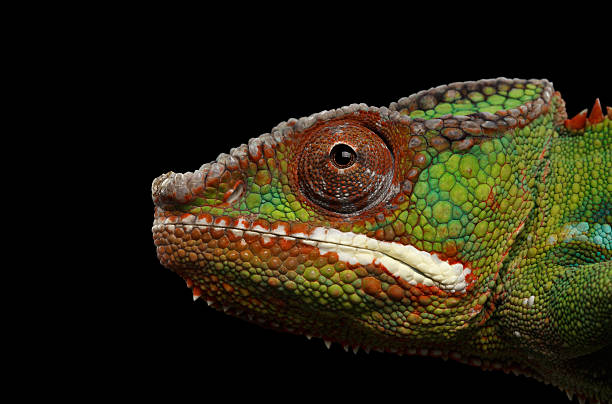istock Closeup Head Panther Chameleon, reptile in Profile view Isolated Black 537899564