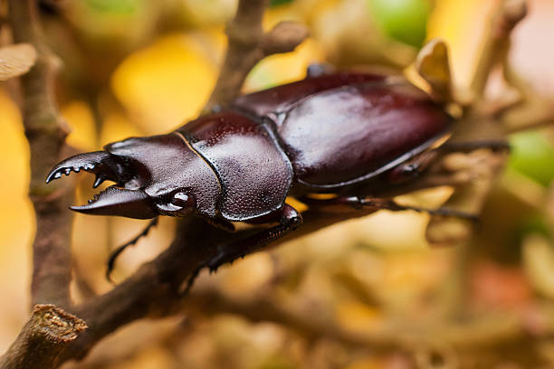 Bectole 270+ Bettle Stock Photos, Pictures & Royalty-Free Images - iStock