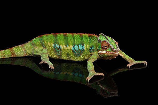 istock Panther chameleon, reptile with colorful body on Black Mirror, Isolated 537899742