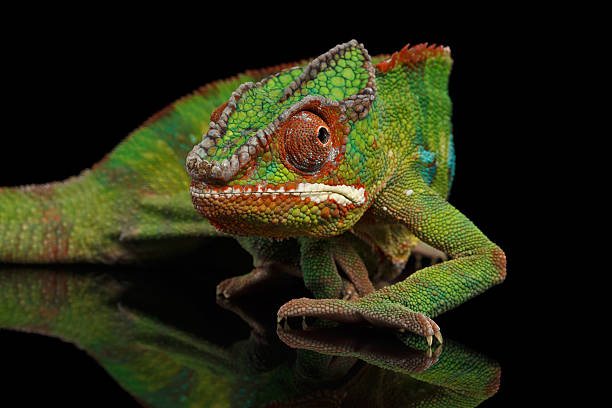 istock Sneaking Panther chameleon, reptile with colorful body Isolated on Black 537899820