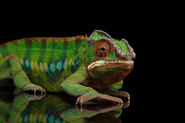 istock Sneaking Panther chameleon, reptile with colorful body Isolated on Black 537899890