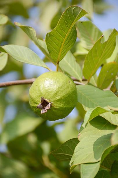 istock fresh green psidium guajava fruit 537900192
