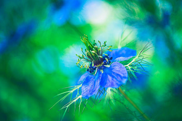 Nigella sativa - nature blue and white flowers