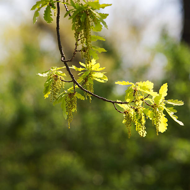istock oak branch with green foliage 537900446