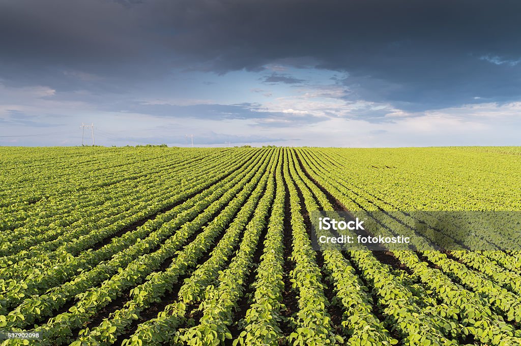 Campo de soja fileiras  - Foto de stock de Agricultura royalty-free