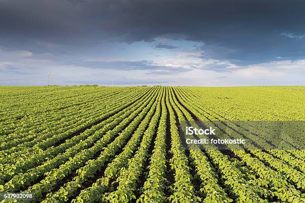 Foto de Campo De Soja Fileiras e mais fotos de stock de Agricultura - Agricultura, Ajardinado, Campo