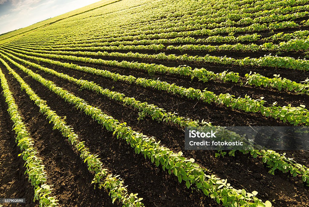Campo de soja fileiras  - Foto de stock de Agricultura royalty-free