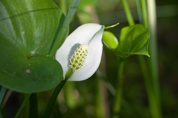 calla palustris - lily nature flower macro ストックフォトと画像