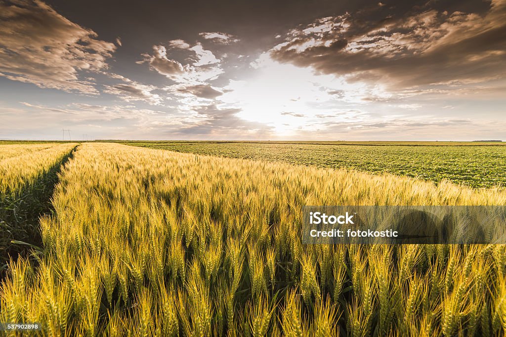 Colheita de trigo no pôr do sol - Foto de stock de Agricultura royalty-free