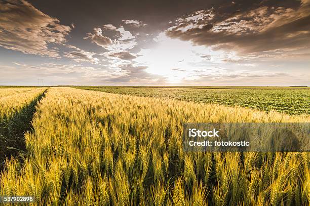 Foto de Colheita De Trigo No Pôr Do Sol e mais fotos de stock de Agricultura - Agricultura, Amarelo, Cena Rural