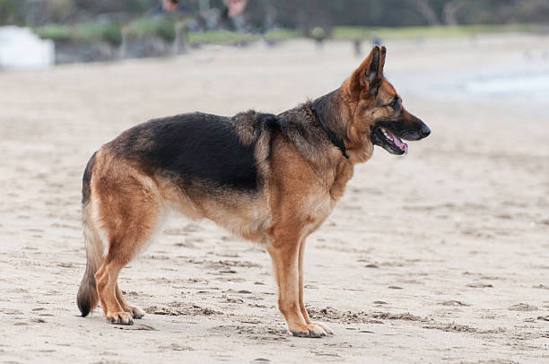 alemán sheppard - german sheppard fotografías e imágenes de stock