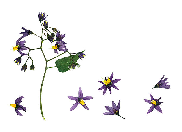 istock Pressed and dried delicate flower violet woody nightshade 537903464