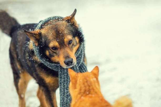 istock dog and cat sniffing each other in winter 537903872