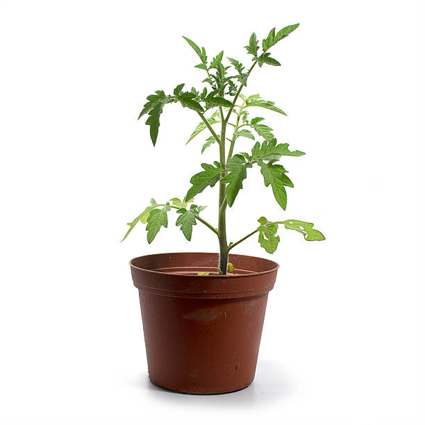 istock young tomato plant  in a pot isolated, white background 537906132