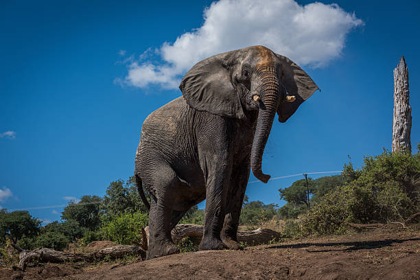 istock Elephant on earth bank beside dead tree 537906164
