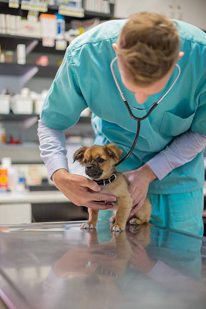istock Vet examining puppy 537906852