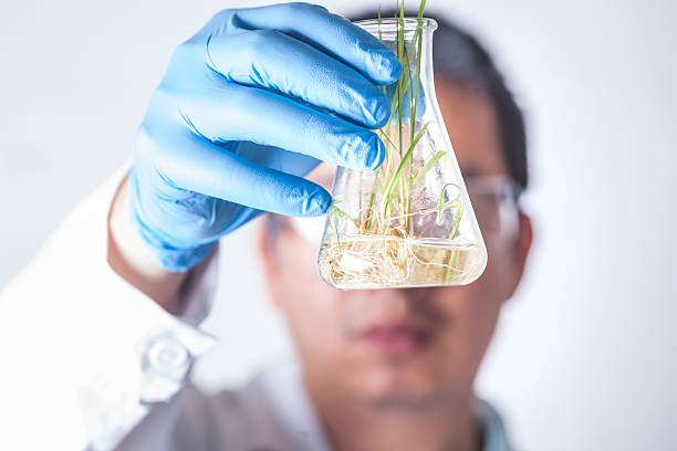istock research with seedling rice seeds in flask 537906856