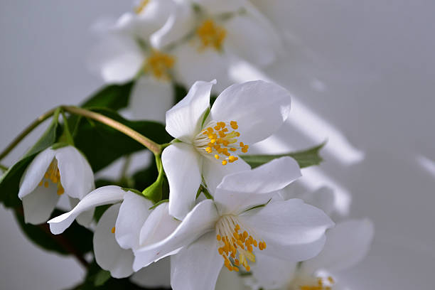 White Jasmine Flower Stock Photo - Download Image Now - Bouquet