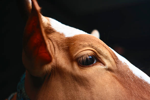 Cow Head Stock Photo - Download Image Now - Cow, Black Background, Close-up - iStock Cow Head Stock Photo - Download Image Now - Cow, Black Background, Close-up - iStock