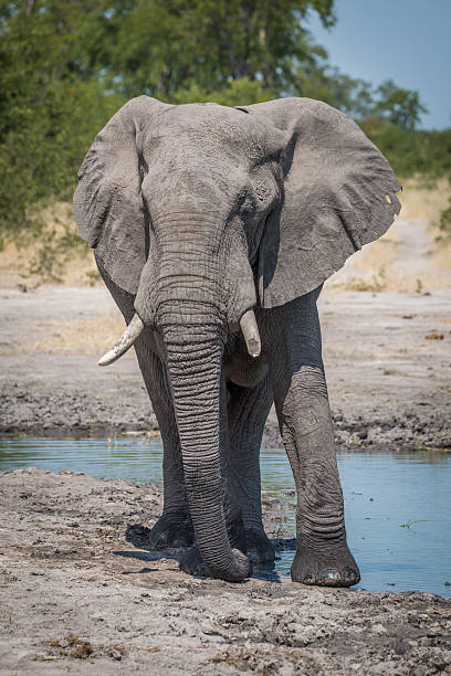 istock Elephant standing around edge of water hole 537908744