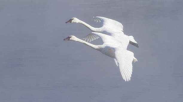 istock Trumpeter Swans in tandem 537922745