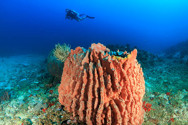 istock SCUBA diver and large barrel sponge 537923083