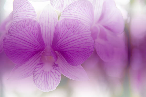 LASTRA A SIGNA, ITALY - SEPTEMBER 2 2015: Close up of a pink orchid flower