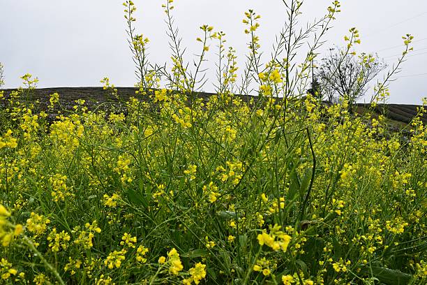 istock Oilseed rape field in Moc Chau County 537925101