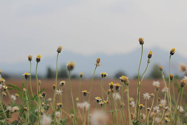 istock The growth of the flower 537925187