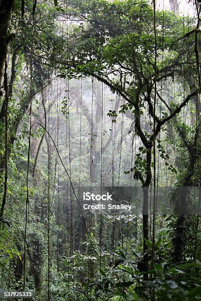 Cloudforest Monteverde Stock Photo - Download Image Now - Liana, Rainforest, 2015