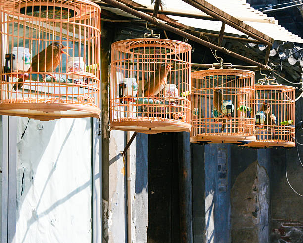 istock Birdcage hanging on the wall, Asia 537925521