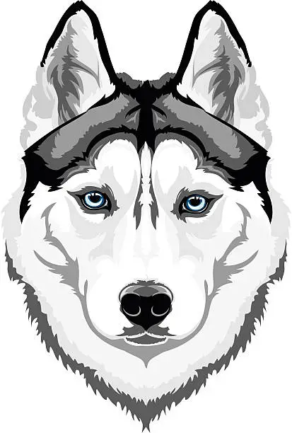 Vector illustration of Siberian Husky