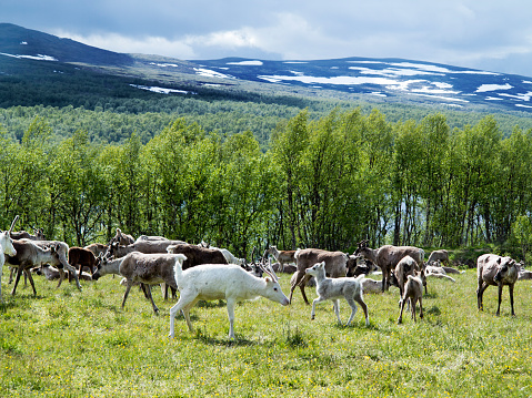 reindeers on the meadow  near a forest and lake in Scandinavia