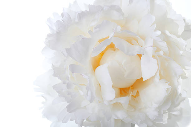 istock macro white peony with yellow at the center 537926797