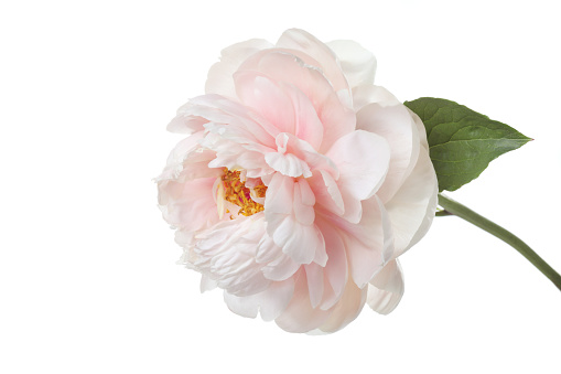 delicate pale pink peony flower isolated on white background