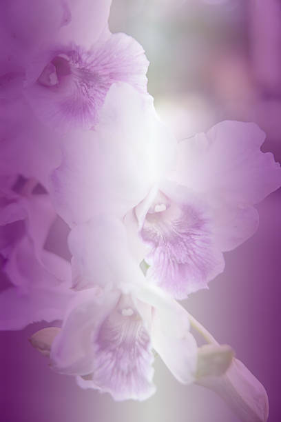 istock Beautiful Thai orchid flower background 537927247