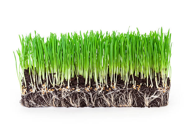 istock sprouts of green 537927329
