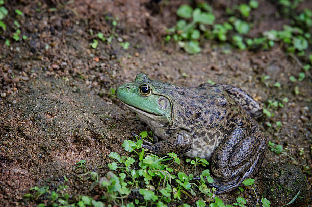 rana toro (rana catesbeiana) - rana toro americana fotografías e imágenes de stock