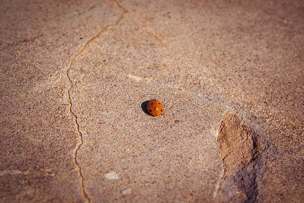istock Way of an insect 537928675