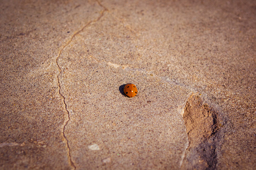 Infinite way of a lonely Ladybug