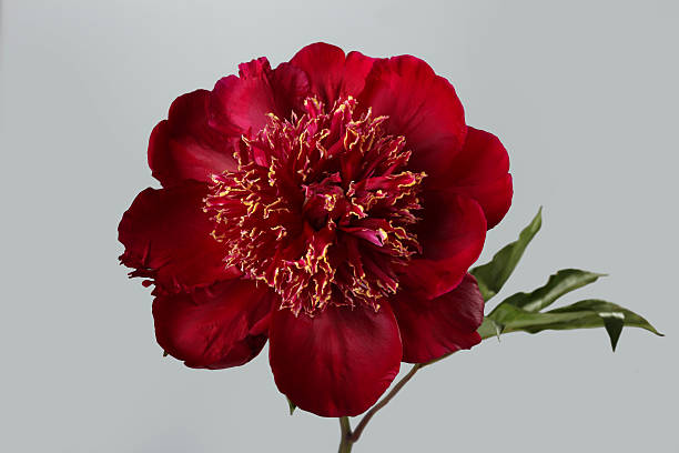 istock burgundy peony isolated on gray background 537928839